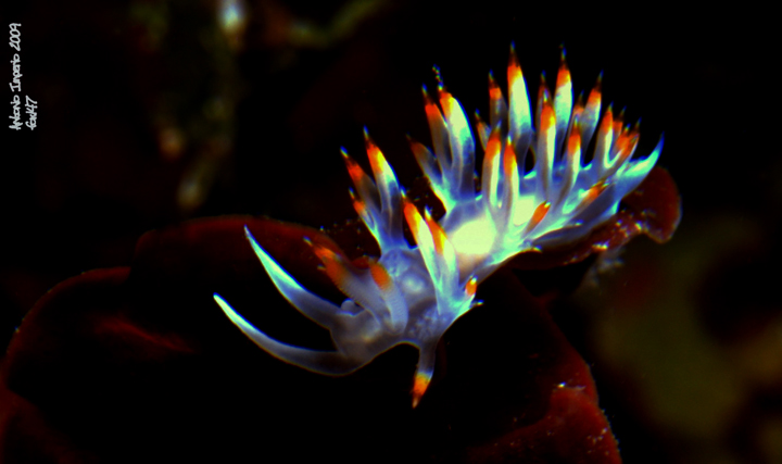 Flabellina babai